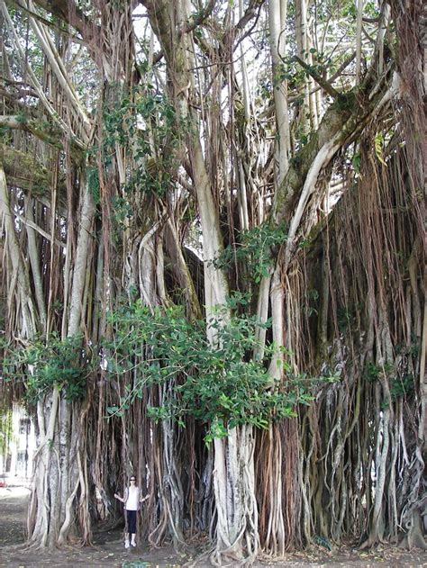 Hawaii The Big Island Banyan Tree I First Spotted One Of These Trees