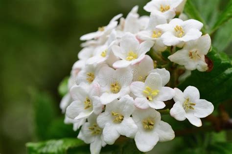 Viburnum tinus stock photo. Image of tree, shrubs, flowers - 117997464