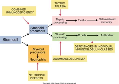 Immunodeficiency Diseases Flashcards Quizlet