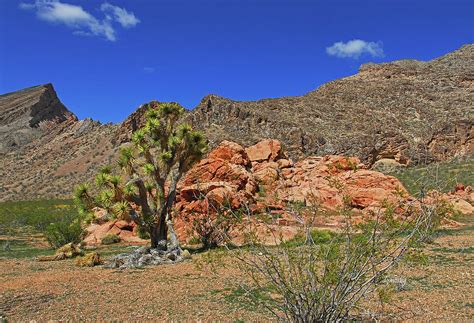 Joshua Tree Sentinel 5643 Photograph By David Mosby Fine Art America