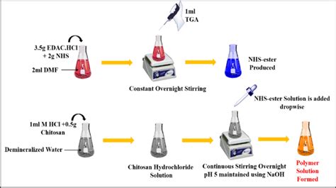 Synthesis of thiolated chitosan (TCS) from chitosan. | Download ...