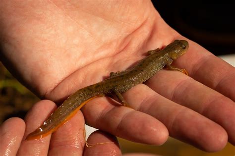 Great Crested Newt Season Is Here Andrew Tillson Willis Ecologist