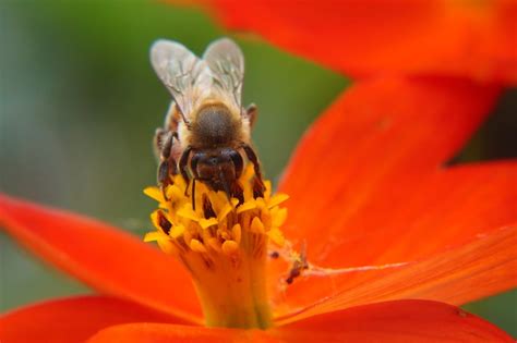 Bees Pollinating Flowers Images : Plant Pollination Slideshow : This is ...