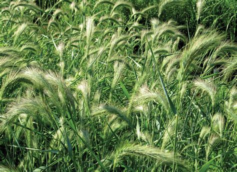 Elymus Canadensis Norview Gardens Ltd