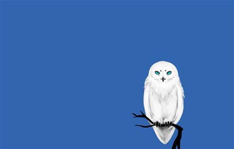 Top Blue Owl Wallpapers Full Hd K Free To Use