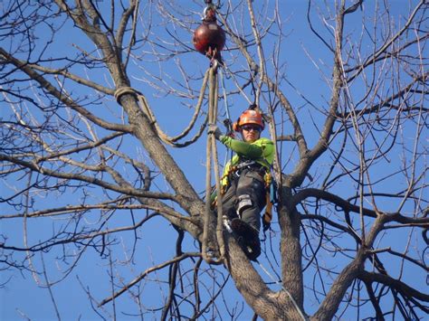 Tree removal from house | Sugar Bush Tree Service