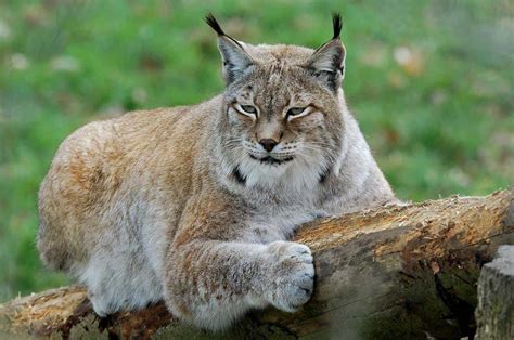 More Of Canadas Majestic Wild Cats The Lynx Wilden Kelowna Real