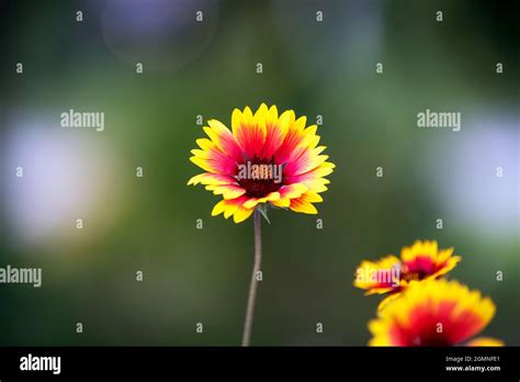 Pretty Indian Blanket Hi Res Stock Photography And Images Alamy