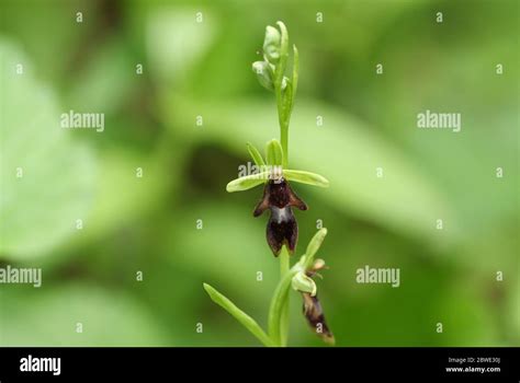 A Beautiful Rare Wild Fly Orchid Ophrys Insectifera Growing In A