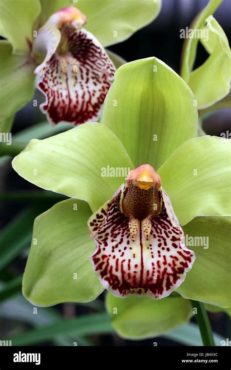 Orchid Cymbidium Hybride Hi Res Stock Photography And Images Alamy