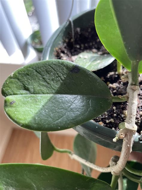 Black Spots On My Hoya Any Advice Rhoya