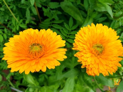 Insektensaatgut De Ringelblume Snow Princess Calendula Officinalis