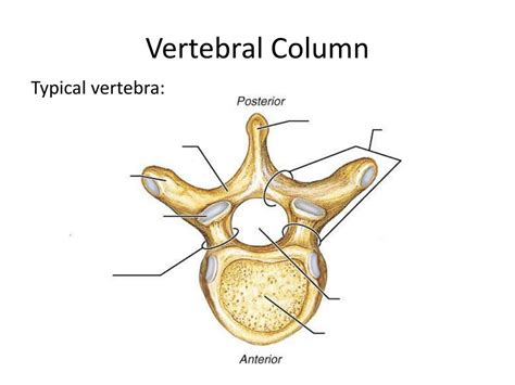 Ppt The Vertebral Column A K A Spine Powerpoint Presentation Free