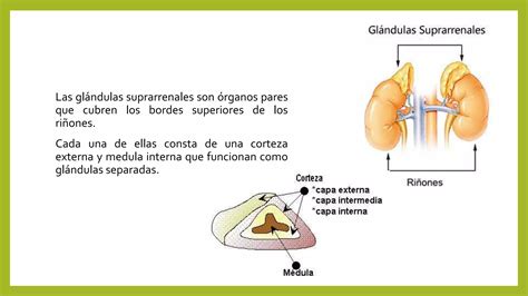 Glandulas Suprarenales PPT