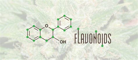 What Are Flavonoids In Cannabis Amsterdam Genetics