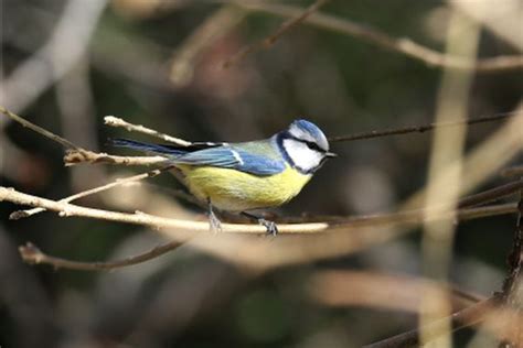 Pourquoi Et Comment Participer Au Week End De Comptage Des Oiseaux