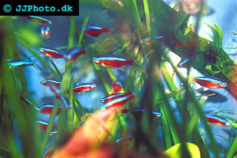 Tetra Fish | Aquatic Community