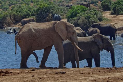 Саванный слон, Loxodonta africana, African Savanna Elephan… | Flickr