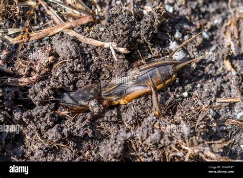 European Mole Cricket Gryllotalpa Gryllotalpa Digs Stock Photo Alamy