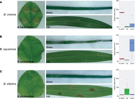 Frontiers Analysis Of Plant Cell Death Inducing Proteins Of The