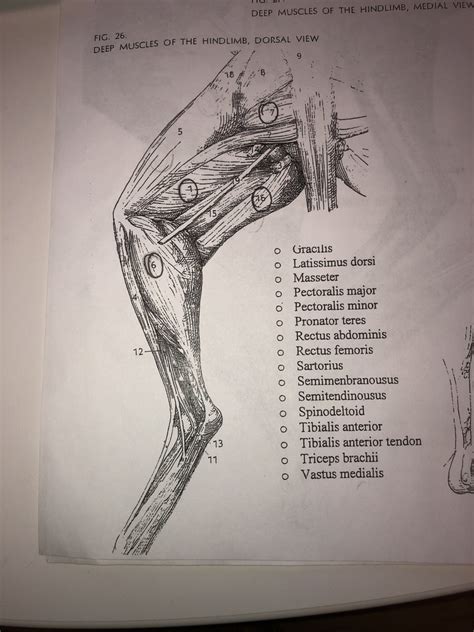 Deep Muscles Of The Hindlimb Dorsal View Diagram Quizlet