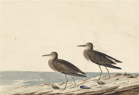 Audubons Watercolors Pl 294 Pectoral Sandpiper Audubons