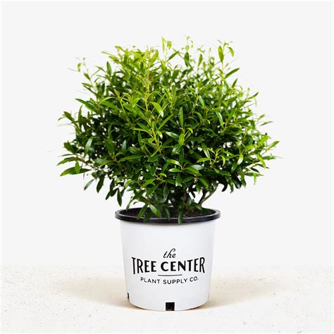 Compact Inkberry Holly For Sale Online | The Tree Center