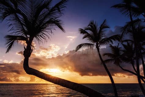 Las Palmeras Siluetean En La Puesta Del Sol En La Isla Tropical Con