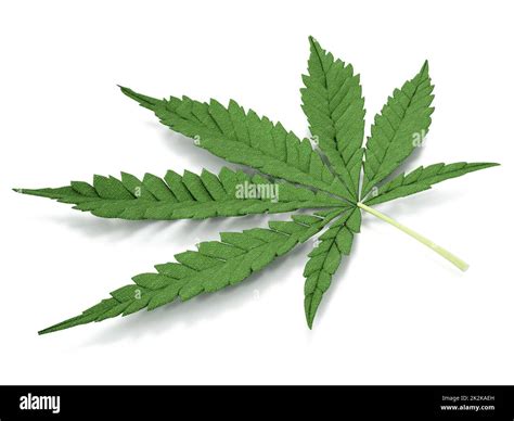 Cannabis Plant Illustration Fotos Und Bildmaterial In Hoher Auflösung