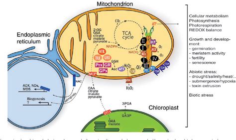 PDF Mitochondrial Redox Systems As Central Hubs In Plant Metabolism