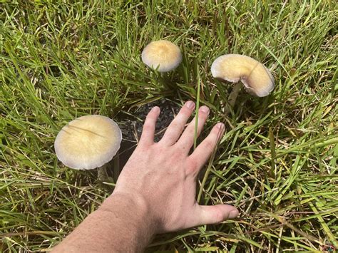 Tosohatchee Cubensis Spore Print Inoculate The World