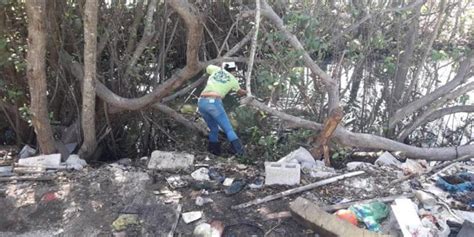 En Yucat N Recolectan Casi Una Tonelada De Basura Tirada En Manglares