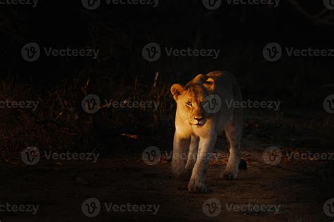 Female african lion portrait sunset 14517445 Stock Photo at Vecteezy