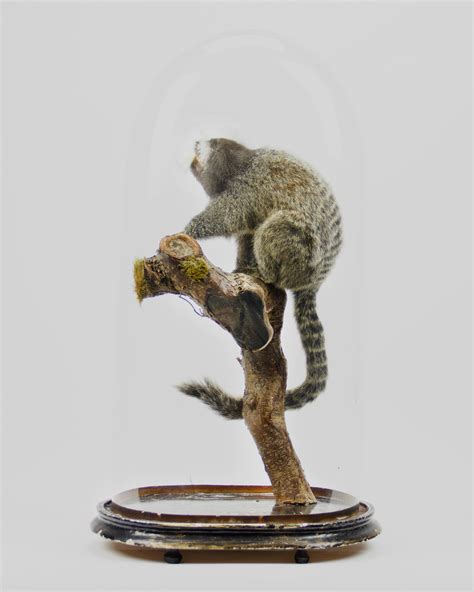 Taxidermy Common Marmoset