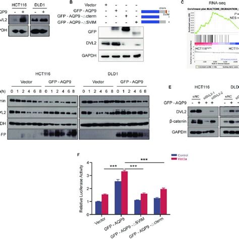 Aqp9 Activates The Wntb Catenin Pathway Via Stabilization With Dvl2