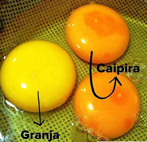 Qual a diferença entre ovo caipira e de granja Saiba mais EuSou Fit