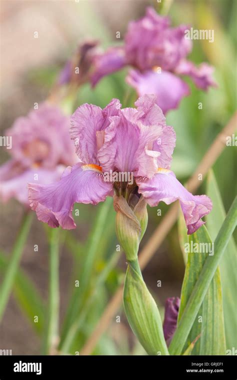 Iris Mulberry Seedling Part Of The Bryan Dodsworth Iris Collection