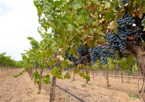 Cómo hacer un viñedo desde cero Hacer Vino