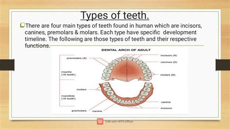 solution types  teeth studypool