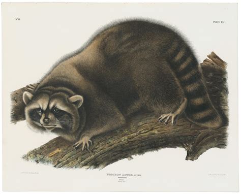 Audubon Bowen Ed Pl Raccoon Quadruped Imperial Bowen Edition