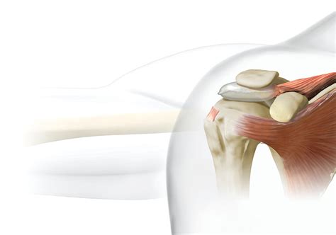 Subacromial Space