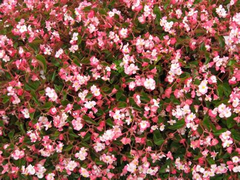 Бегония Брейвхарт Роуз Биколор (Braveheart Rose Bicolor) - описание ...