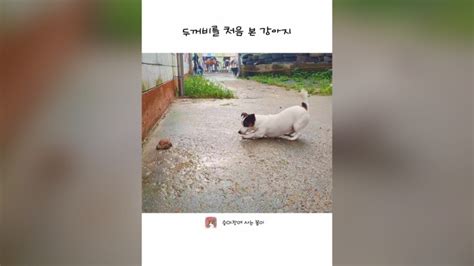 두꺼비를 처음 본 강아지😮 ※여름철 강아지 산책 주의 네이버 Tv