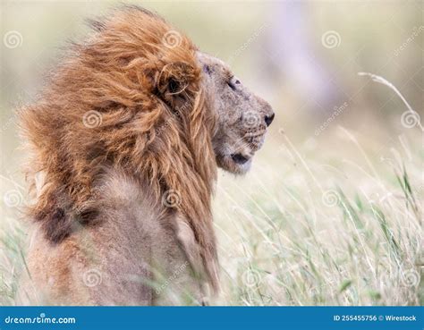 Back View of a Beautiful Lion in the Wilderness Stock Photo - Image of nature, habitat: 255455756