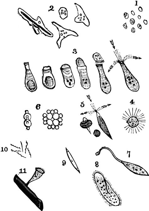 Forms of the animalcules, magnified | ClipArt ETC