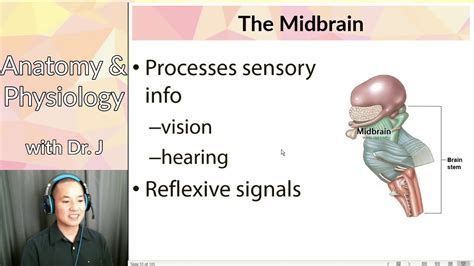 Phyl Nervous System The Brain Stem Youtube