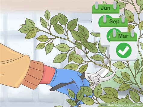 How To Prune A Ficus Tree With Pictures Wikihow