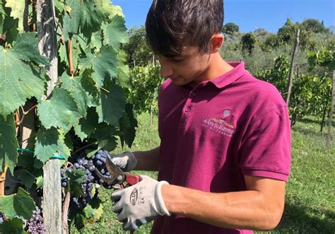 Conclusa La Vendemmia Ottima Annata Per Le Cantine Ravazzi Cantine