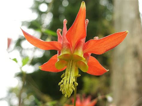 Columbines How To Grow And Care For Columbine Plants Garden Helper