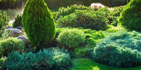 Best Evergreen Trees For Privacy And Year Round Greenery Off